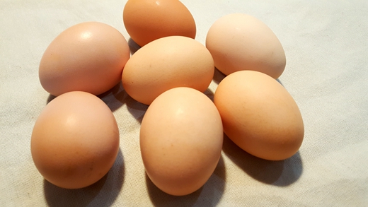 乐山市健全三大体系全力打造蛋鸡产业集群