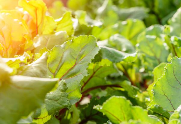 天津市农业中心举办2025年度基层农技推广人员（农机）培训班